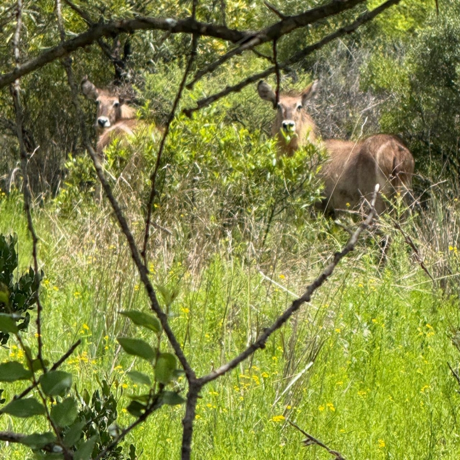 7 Bedroom Property for Sale in Groot Marico North West